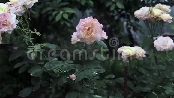 白色玫瑰花的高清视频镜头白花在花园里靠近视频的预览图
