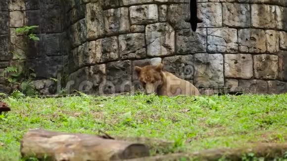 动物园里的棕熊视频的预览图