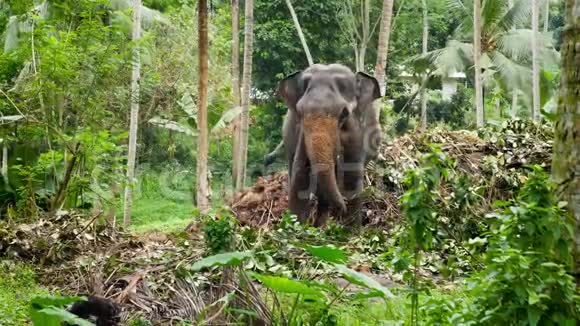 4k镜头印度大象站在斯里兰卡热带丛林森林视频的预览图