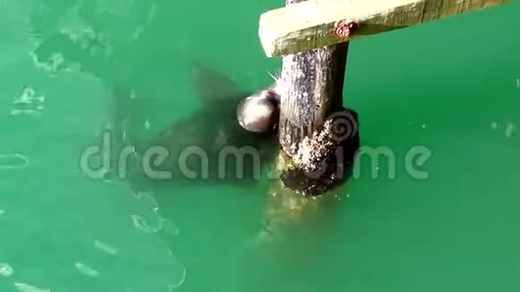 海狮正在水里嬉戏视频的预览图