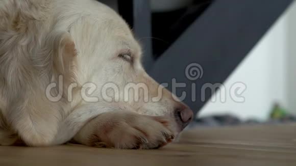对宠物的爱一只睡狗的特写肖像视频的预览图