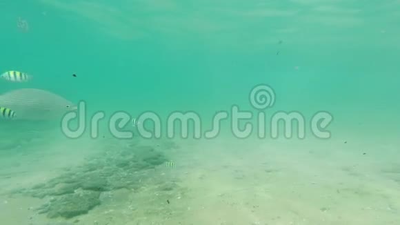 4k海底视频海洋海岸游泳的许多五颜六色的珊瑚鱼视频的预览图
