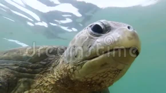 印度洋游泳老海龟特写4k视频视频的预览图