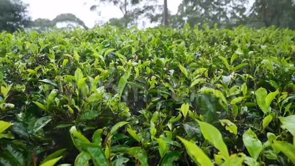 4k雨后茶树湿叶特写小车视频视频的预览图