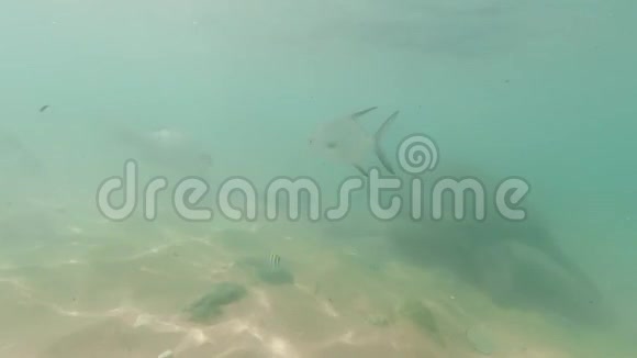 海洋中大型绿海龟和热带珊瑚鱼的4k摄像机游泳视频视频的预览图