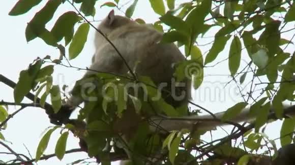 一只猴子在树上低角度拍摄视频的预览图