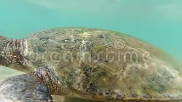 特写4k大绿海龟的视频龟壳与海草一起在斯里兰卡海岸游泳视频的预览图