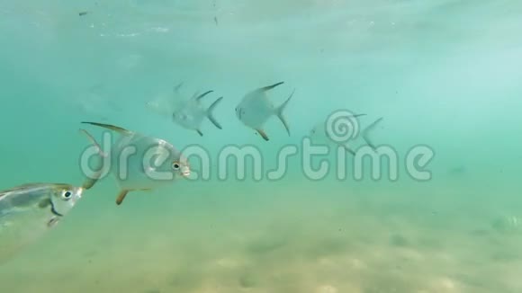 在斯里兰卡海岸印度洋游泳的美丽珊瑚鱼的水下4k镜头视频的预览图