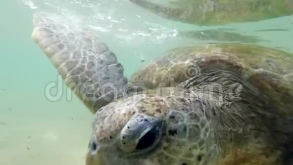 印度洋中的斯里兰卡海岸绿海龟特写4k视频视频的预览图