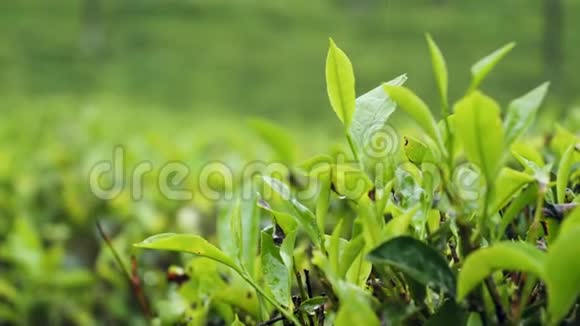 早上茶园小雨的美丽娃娃视频视频的预览图