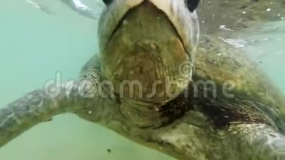 特写4k绿龟头在岸上海洋中游泳的视频视频的预览图