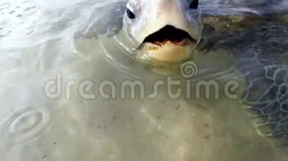 4k大绿龟试图用嘴咬相机的视频视频的预览图