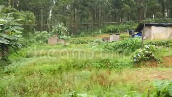 从火车窗口拍摄4k视频内容是斯里兰卡贫困村庄花园和热带丛林森林视频的预览图