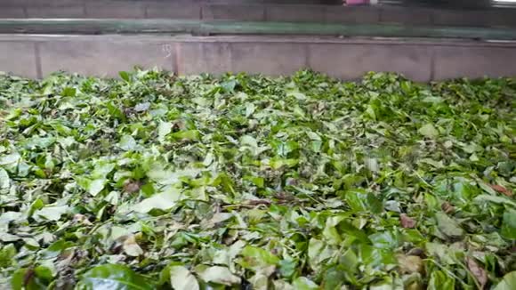 斯里兰卡老茶厂4k片绿叶干燥发酵视频的预览图