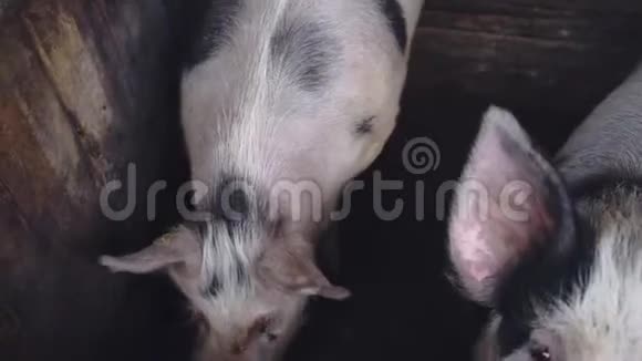 农场上的猪视频的预览图