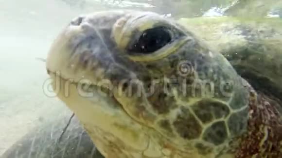 特写4k视频大绿海龟咬和吃在印度洋游泳的海草视频的预览图