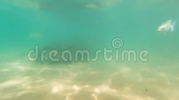 4k海底滚动海浪及游动珊瑚鱼视频视频的预览图
