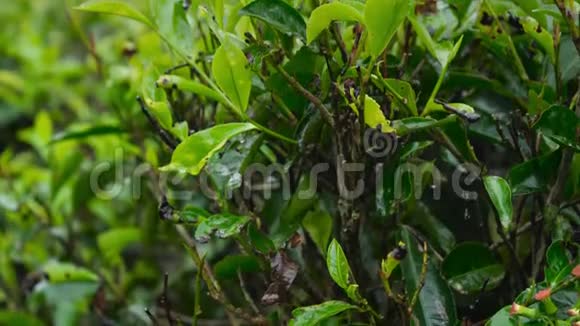 斯里兰卡种植园的茶树上生长着湿绿的茶叶视频的预览图
