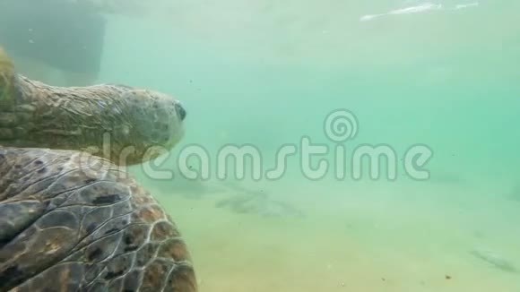 4k镜头拍摄大绿海龟在海洋中游动视频的预览图