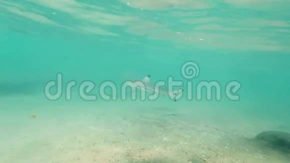 4k海底暗礁鲨鱼游于靠近海岸的珊瑚礁之间视频的预览图