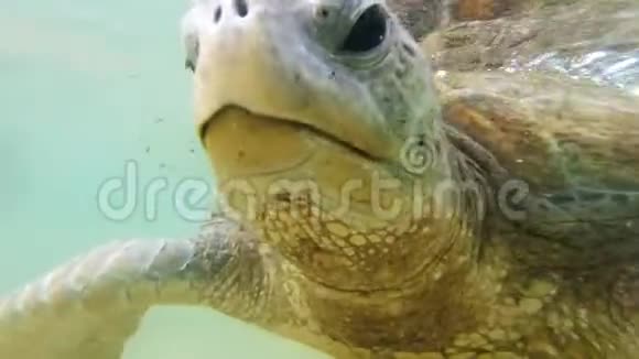 特写4k绿海龟眼睛在海洋中游泳的视频视频的预览图