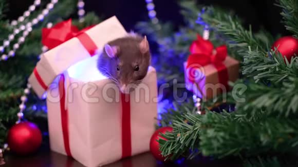 礼物盒里的圣诞老鼠特写小老鼠背景上有圣诞装饰星象星座符号c的概念视频的预览图