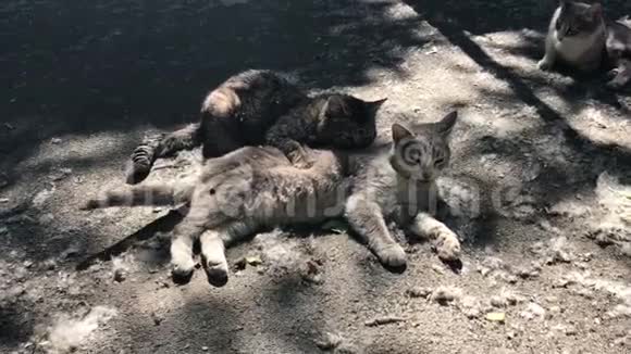 雄性猫照顾雌性猫视频的预览图