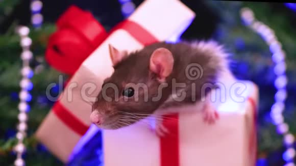 礼物盒里的圣诞老鼠特写小老鼠背景上有圣诞装饰星象星座符号c的概念视频的预览图