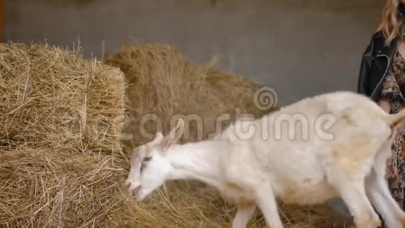 小山羊在谷仓里吃干草视频的预览图