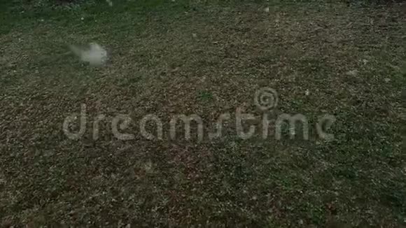 草地上早雪或晚雪大片带风击落朝着地面视频的预览图