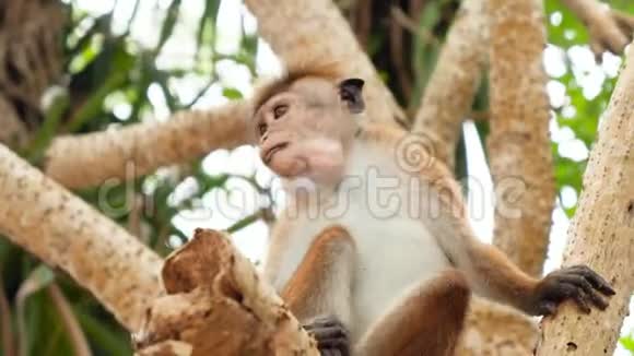 特写4k野生猴子吃热带水果和坚果的视频视频的预览图
