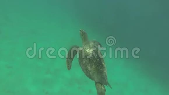 绿皮背龟游泳和呼吸视频的预览图