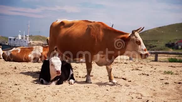海滩上的牛贝加尔湖上的动物牲畜视频的预览图