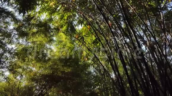 透过竹树探光视频的预览图