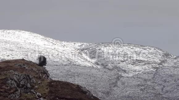爱尔兰多尼加尔最高的山峰埃里加尔山附近的一棵孤独的树视频的预览图