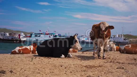 海滩上的牛贝加尔湖上的动物牲畜视频的预览图