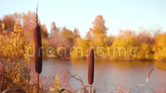 沼泽中的芦苇植物视频的预览图