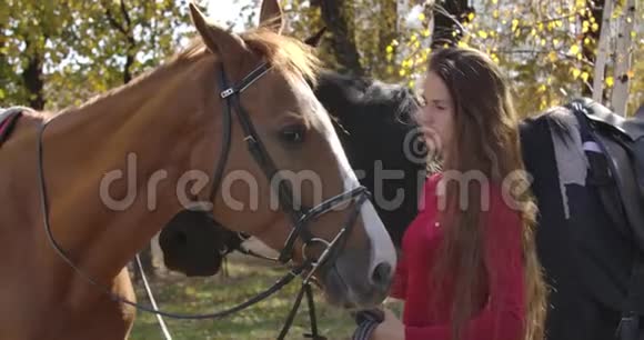 白种人女性马术的特写镜头在秋天的森林里站着两匹马棕色长发的漂亮女孩视频的预览图