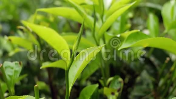 高地种植园茶丛顶上生长的新鲜绿茶叶子的特写小娃娃视频视频的预览图