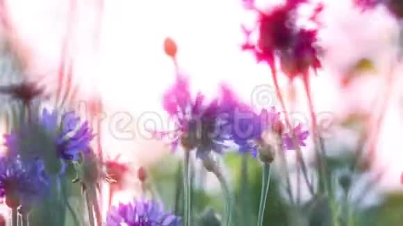 日落时的春花视频的预览图