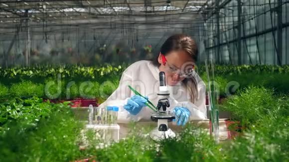 女性生物学家在温室里与植物合作视频的预览图