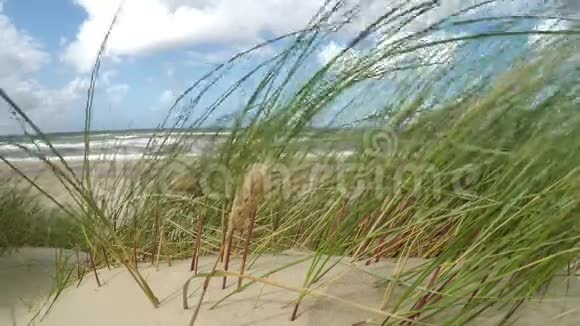 波罗的海海滩海滩草和风视频的预览图