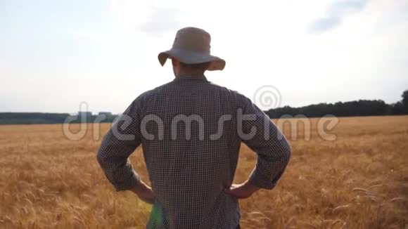 站在麦田里看着金色种植园的男农年轻农学家检查大麦视频的预览图