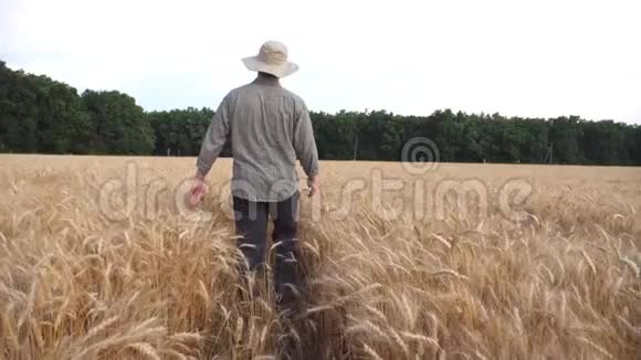 雄农走过大麦田用双手触摸庄稼的金穗后景青年农学家视频的预览图