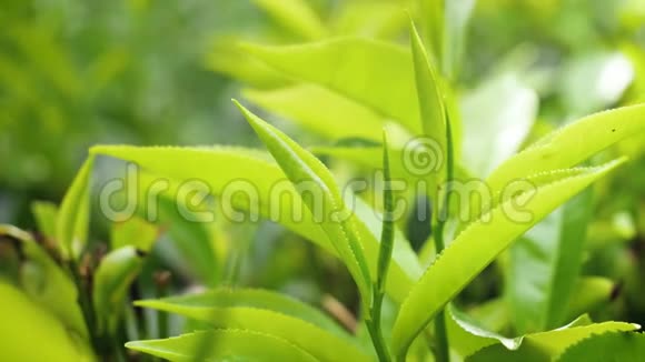 高地种植园茶树上生长的顶级新鲜绿茶叶子特写4k视频视频的预览图