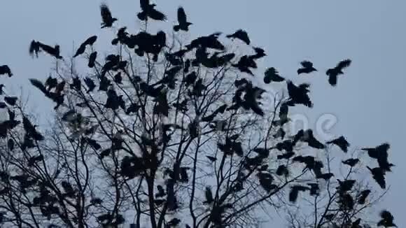 黄昏时分一群乌鸦从树上缓慢地飞翔视频的预览图
