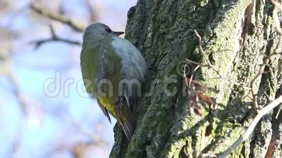 绿啄木鸟坐在树干上视频的预览图
