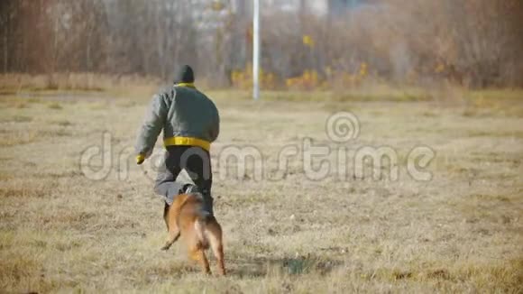 一个人训练他的德国牧羊犬狗追着他跑抓住他咬他的手臂视频的预览图
