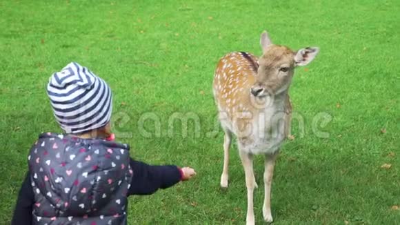 儿童在公园喂鹿视频的预览图