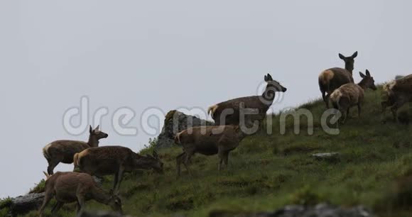 多雨的傍晚苏格兰山区的小野鹿群视频的预览图